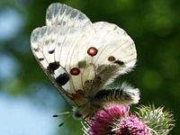 Apollon. Cliquer pour agrandir l'image. Apollon. Cliquer pour agrandir l'image.