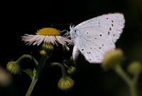 Argus à bande noire. Femelle. Cliquer pour agrandir l'image.