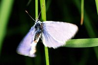 Argus bleu. Mâle battant des ailes. Cliquer pour agrandir l'image.