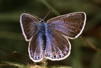 Argus bleu. Argus bleu femelle. Cliquer pour agrandir l'image.