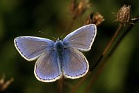 Argus bleu. Dessus mâle. Cliquer pour agrandir l'image.