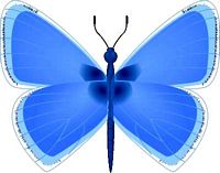 Argus bleu. Cliquer pour agrandir l'image.