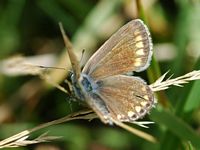 Argus bleu. Femelle, narse de Beaunit. Cliquer pour agrandir l'image.