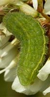 Argus bleu. Chenille dernière mue. Cliquer pour agrandir l'image.