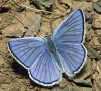 Argus bleu. Mâle dessus. Cliquer pour agrandir l'image.