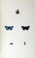 Argus bleu. Planche d'identification Morris. Cliquer pour agrandir l'image.