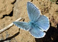 Argus bleu céleste. Cliquer pour agrandir l'image.