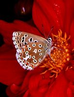 Argus bleu céleste. Femelle sur dahlia. Cliquer pour agrandir l'image.
