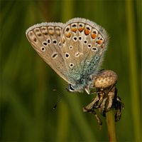 Argus bleu céleste. Cliquer pour agrandir l'image.