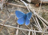 Argus bleu céleste. Cliquer pour agrandir l'image.
