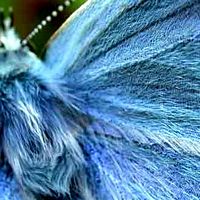 Argus bleu céleste. Mâle tête. Cliquer pour agrandir l'image.
