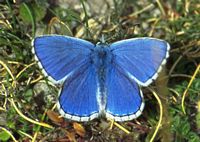 Argus bleu céleste. Mâle. Cliquer pour agrandir l'image.