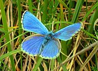 Argus bleu céleste. Mâle. Cliquer pour agrandir l'image.