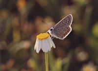 Argus bleu céleste. Au lever du jour sur camomille. Cliquer pour agrandir l'image.