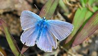 Argus bleu céleste. Côtes de Clermont. Cliquer pour agrandir l'image.
