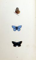 Argus bleu céleste. Planche d'identification Morris. Cliquer pour agrandir l'image.