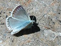 Argus bleu nacré. Cliquer pour agrandir l'image.