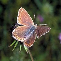 Argus bleu nacré. Femelle. Cliquer pour agrandir l'image.