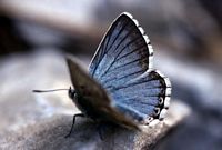 Argus bleu nacre. Mâle. Cliquer pour agrandir l'image.