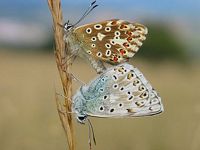 Argus bleu nacré. Accouplement. Cliquer pour agrandir l'image.