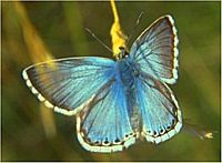 Argus bleu nacre. Mâle. Cliquer pour agrandir l'image.