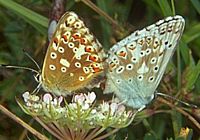 Argus bleu nacré. Accouplement. Cliquer pour agrandir l'image.