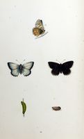 Argus bleu nacré. Planche d'identification Morris. Cliquer pour agrandir l'image.