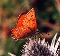 Argus satine. Mâle. Cliquer pour agrandir l'image.