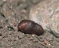Argus vert. Chrysalide. Cliquer pour agrandir l'image.