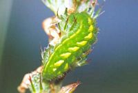 Argus vert. Chenille. Cliquer pour agrandir l'image.