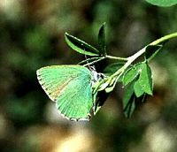 Argus vert. Femelle. Cliquer pour agrandir l'image.