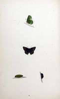 Argus vert. Planche d'identification Morris. Cliquer pour agrandir l'image.