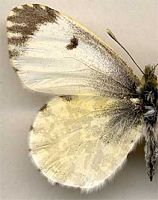 Aurore. Femelle recto. Cliquer pour agrandir l'image.