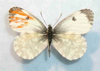 Aurore. Androgyne mosaique. Cliquer pour agrandir l'image.
