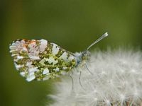 Aurore. Cliquer pour agrandir l'image.