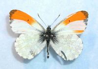 Aurore. Androgyne. Cliquer pour agrandir l'image.