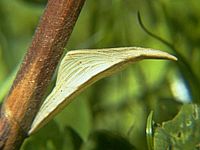 Aurore. Chrysalide. Cliquer pour agrandir l'image.