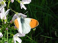 Aurore. Aurore sur une cardamine des prés. Cliquer pour agrandir l'image.