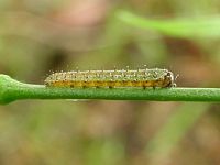 Chenille d'aurore jeune