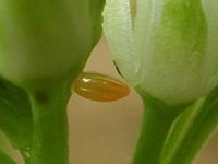 Aurore. Oeuf. Cliquer pour agrandir l'image.