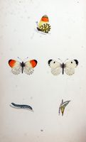 Aurore. Planche d'identification Morris. Cliquer pour agrandir l'image.