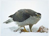 Autour des palombes. Cliquer pour agrandir l'image.