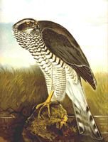 Autour des palombes. Autour des palombes (Audubon). Cliquer pour agrandir l'image.