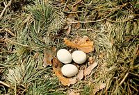 Autour des palombes. Oeufs. Cliquer pour agrandir l'image.