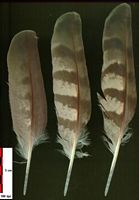 Autour des palombes. Plumes. Cliquer pour agrandir l'image.