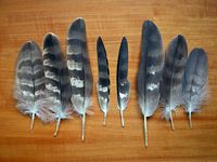 Autour des palombes. Plumes. Cliquer pour agrandir l'image.
