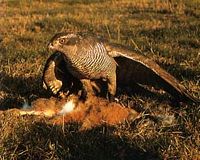Autour des palombes. Prédation de renard. Cliquer pour agrandir l'image.