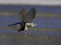 Autour des palombes. En vol. Cliquer pour agrandir l'image.