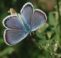 Azuré de l'ajonc. Cliquer pour agrandir l'image.