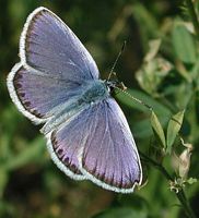 Azuré de l'ajonc. Cliquer pour agrandir l'image.